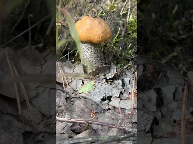 Красивый лес-красивые грибы! Первые Июньские подосиновики! #рекомендации #mushroom