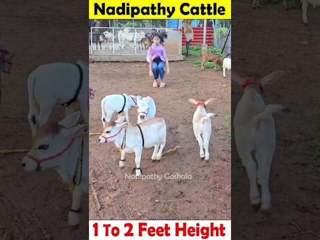 Nadipathy Nano cattle 1 To 2 feet height #youtube #viral #reels #miniature #trend #youtube #pmo #yt