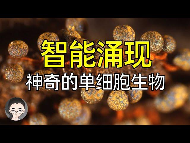 拥有智慧的单细胞生物 - 粘液霉菌 | 智能不需要大脑?