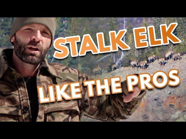 Stalking Elk – Elk Hunting Tips and Strategies