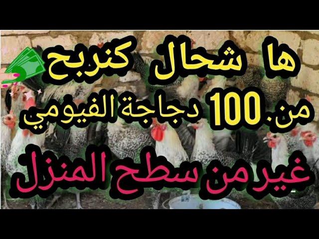 تربية الدجاج شاهد  ارباح 100 دجاجة الفيومي الحر في اليوم الواحد فوق السطح المنزل شرح مبسط