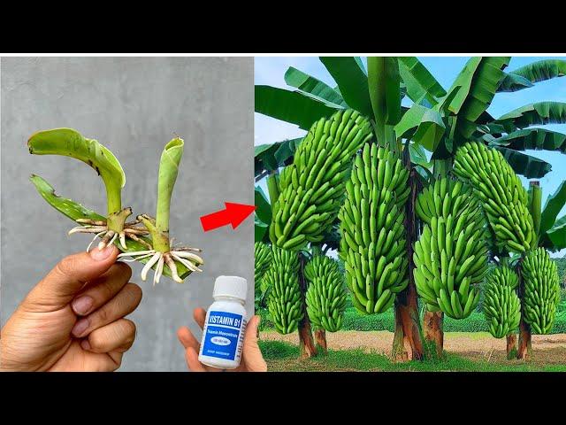 Video summary the technique of using aloe vera, Vitamin B1 to propagate super fast growing banana