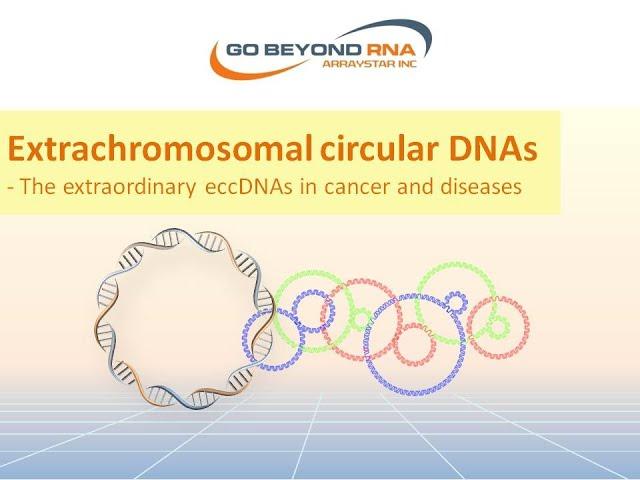 Extrachromosomal circular DNAs- The extraordinary eccDNAs in cancer and diseases