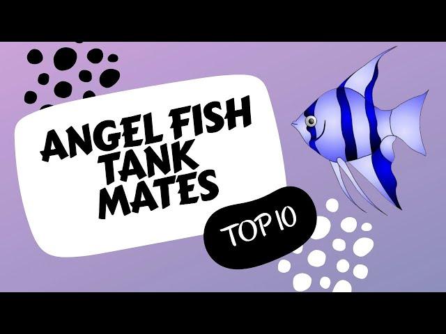 TOP 10 ANGEL FISH TANK MATES