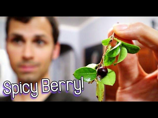 Taste Testing a Rare Spicy Berry (Amomyrtus Meli) - Weird Fruit Explorer