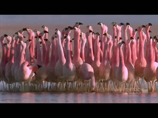 (Hilarious) Andean flamingo mating dance | NATURE | "Andes: The Dragon's Back"