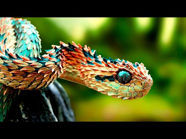 Amazing Animals With Unusual Superpowers - Wildlife Documentary HD