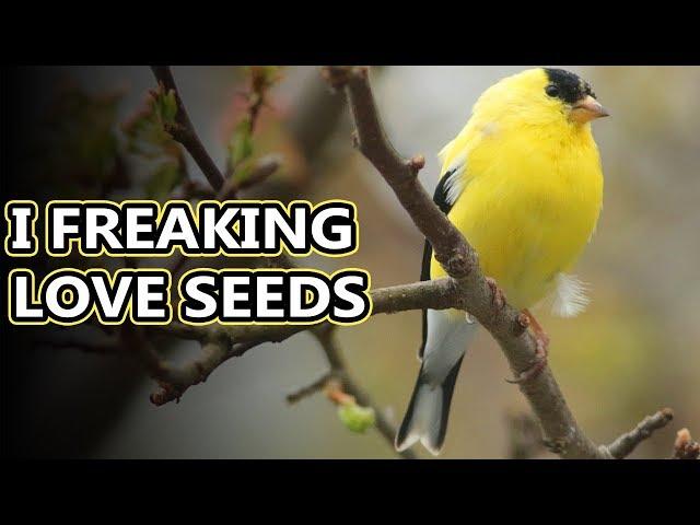 American Goldfinch facts: worth their weight in gold! | Animal Fact Files