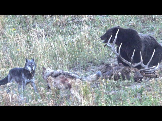 Grizzly Bear and Wolves Sharing a Meal - Yellowstone National Park Wildlife Photography