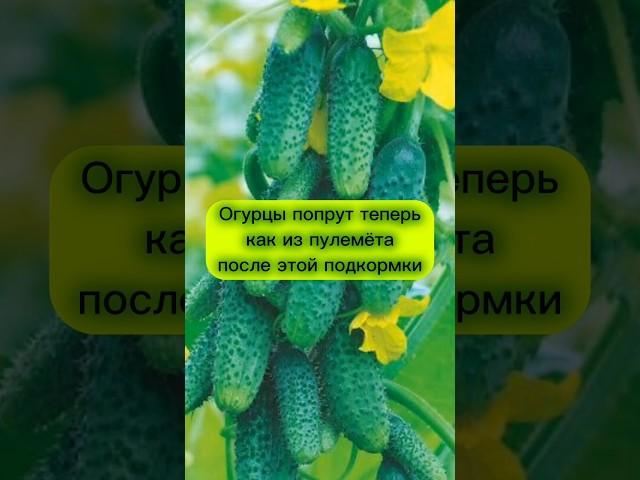 Простая ПОДКОРМКА раз в месяц и огурцов завались #дача #сад #огород #урожай #огурцы