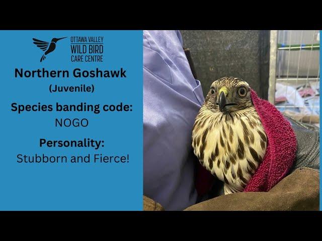 Northern Goshawk Release!