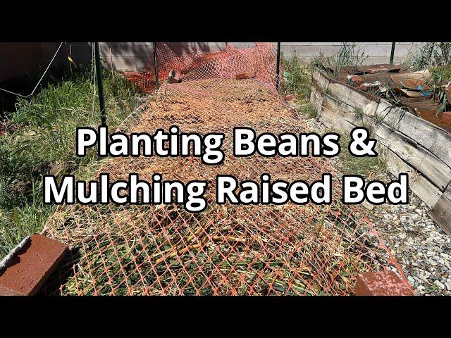 Planting  Beans & Mulching the raised bed