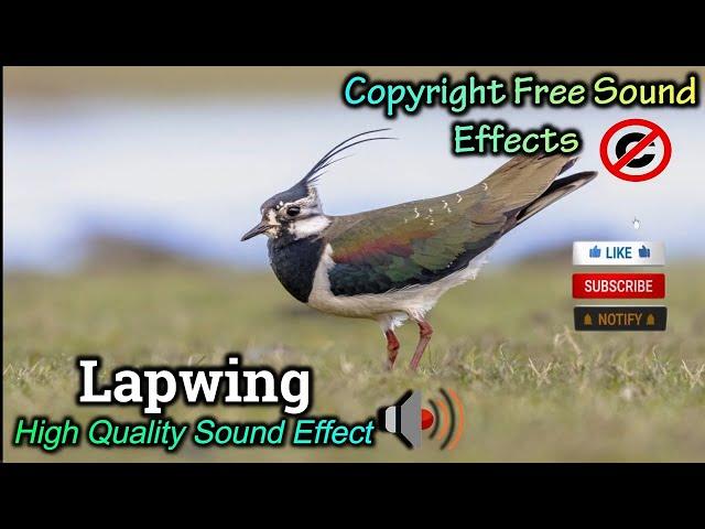 Lapwing Bird Sound Effect | High Quality Sound | NCS Effects | Royalty Free #soundeffects #ncs