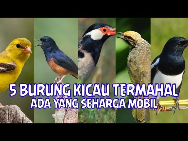 5 Burung Kicau Termahal Di Indonesia