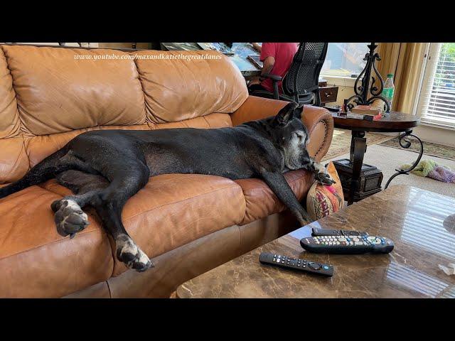 Funny Dreaming Great Dane Runs & Pedals In Her Sleep