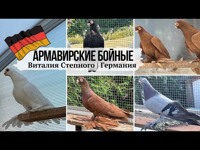 Армавирские бойные голуби Виталия Степного | Германия  Armavir Tauben