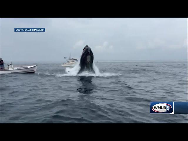 New video shows whale after hit hit boat off Portsmouth, New Hampshire