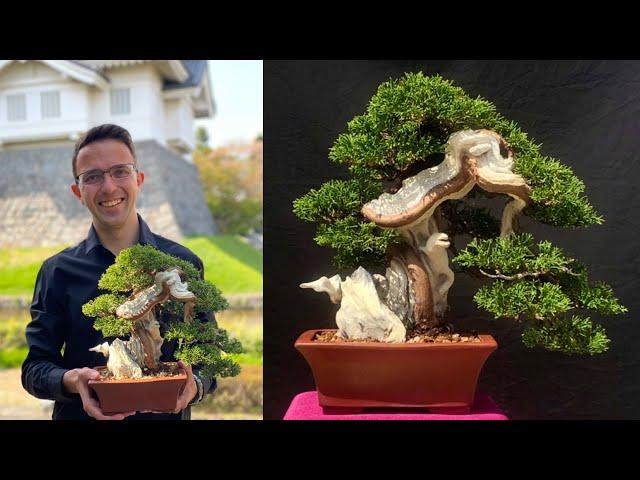 How to restyle old bonsai Juniper. Andrei Bessonov.