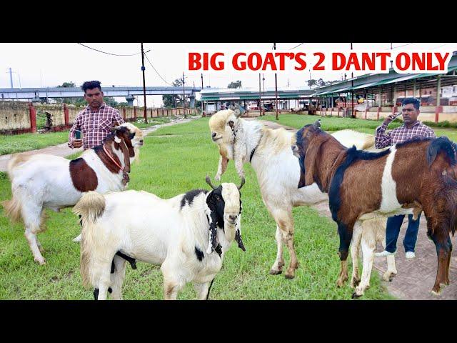 Big Size Ke Bade Bakre Kota 2 Dant At AJ Goat Farm