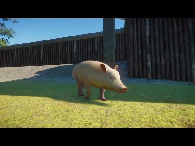 Domesticated Pig | Planet Zoo Animals