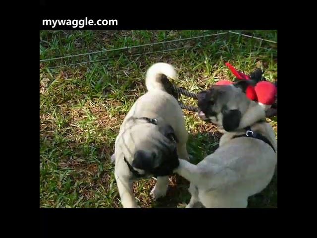 Puppies chasing tails