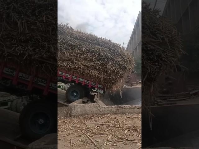 Amazing Sugar Cane Trail Unload In Sugar Mill #sugarcane #sugar #mills #trali #shortsfeed