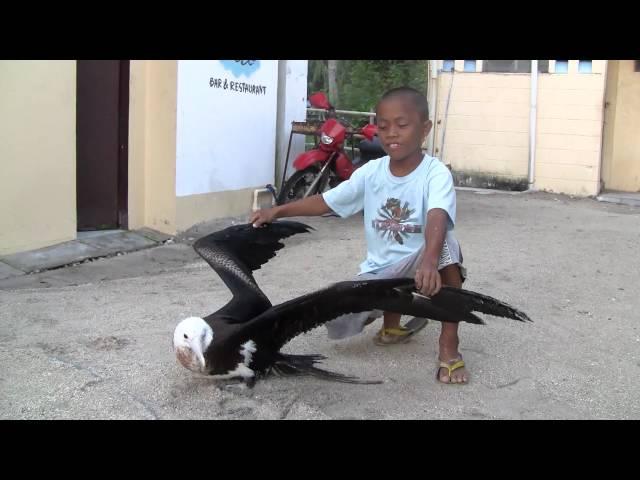 Boy find albatross on the beach in Philippines