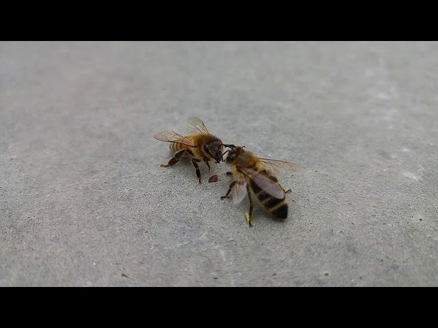 Bee Boxing