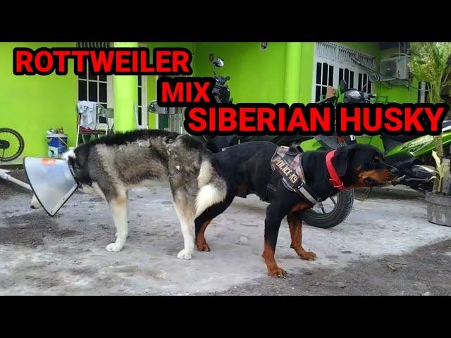 Perkawinan anjing  Rottweiler dan siberian Husky || Anaknya mirip siapa ?????