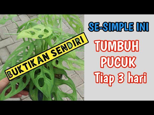 Tips dan Trik LENGKAP CARA MERAWAT JANDA BOLONG RIMBUN daunnya dalam SEKEJAP | BUKTIKAN sendiri