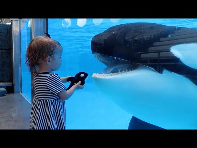 Little girl's Orca meets the real thing - "Killer Whale Up-Close Tour" at SeaWorld Orlando