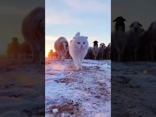 Follow the Cat