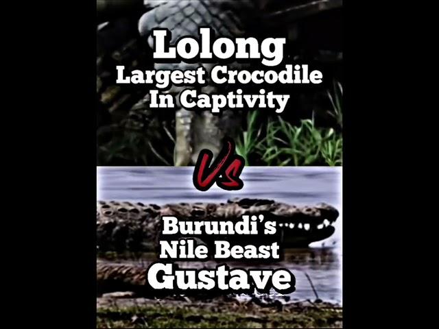 Gustave Vs Lolong