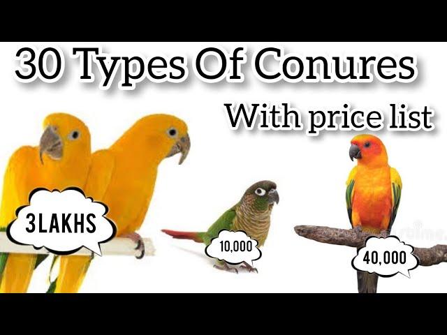 30 Types of conures and its prices