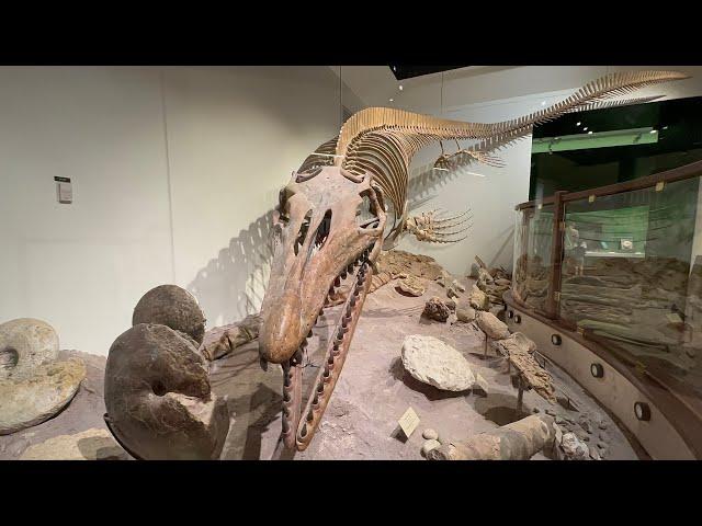 Paleontology Gallery and Discovery Center at Texas Science and Natural History Museum (Memorial Day)