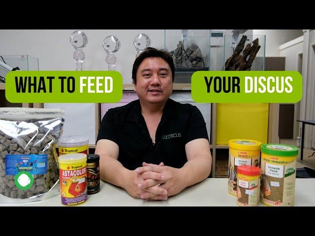 What to feed your Discus | Sera, Tropical, Freeze Dried Blackworms & FAQs