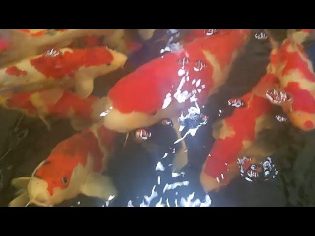 The Uk's best selection of Japanese koi, come take a look! £35 up to £15,000!