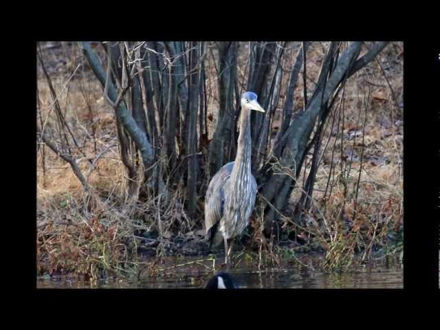 Pileated Woodpecker Great Blue Egret Downy Woodpecker by Louis Balboa