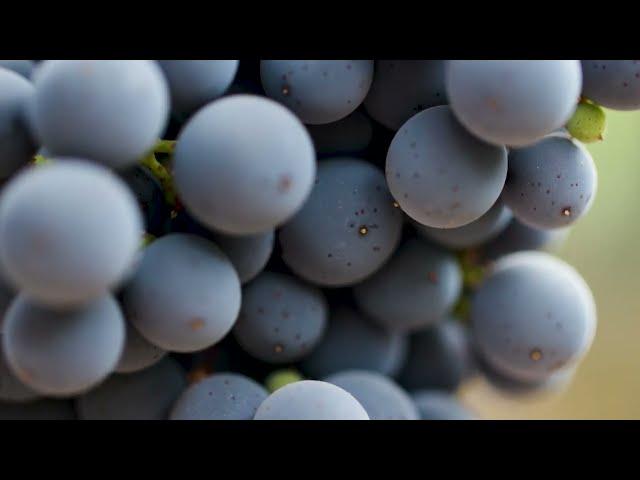 Coombsville AVA | Paul Hobbs Winery