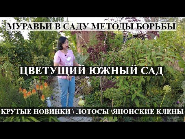 Японские КЛЕНЫ \ муравьи в саду  методы борьбы \ КРУТЫЕ НОВИНКИ \  ЛОТОСЫ \ ЦВЕТУЩИЕ МАГНОЛИИ