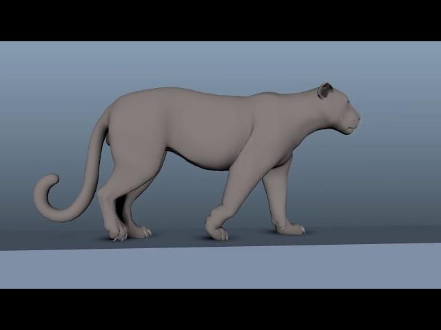 Leopard walk cycle animation !