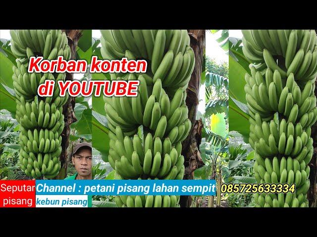 Kebun pisang. Kelebihan budidaya pisang tanam satu kali  panen ber kali - kali #banana #kebunpisang#