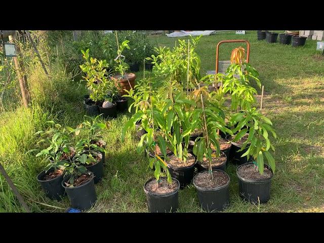 New Tropical Trees for Odenwald