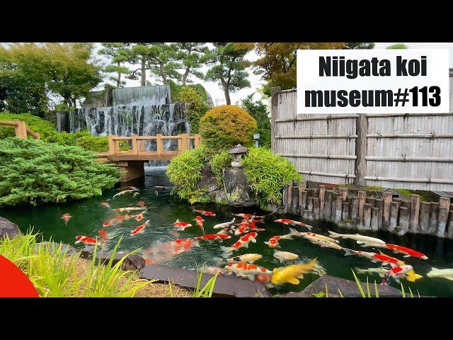 Niigata koi museum(Niigata, Ojiya, Japan)　錦鯉の里