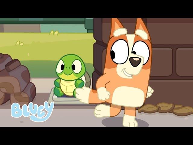 Bingo Encontra Tartaruguinha!   | Bluey Série 3 | Bluey Português Brasil Canal Oficial