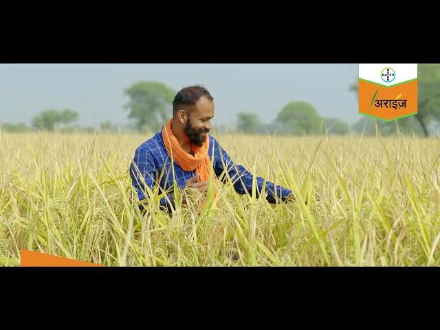 Arize 6555 ST: Hybrid paddy seeds in Hindi - #HybridRiceSeed | Bayer Crop Science India