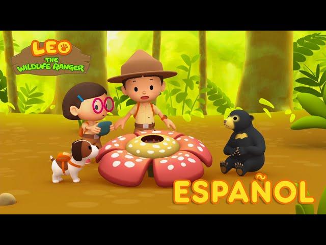 El Oso Malayo (Español) - Leo, El Explorador Episodio | Animación - Familia - Niños