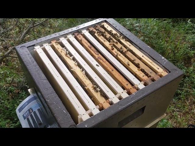 Объединение пчелиных семей через газету.