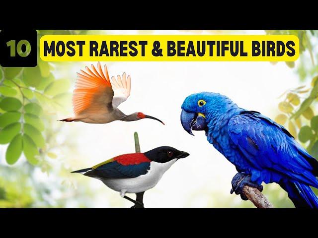 Discover the World's Rarest Birds on the Edge of Extinction!