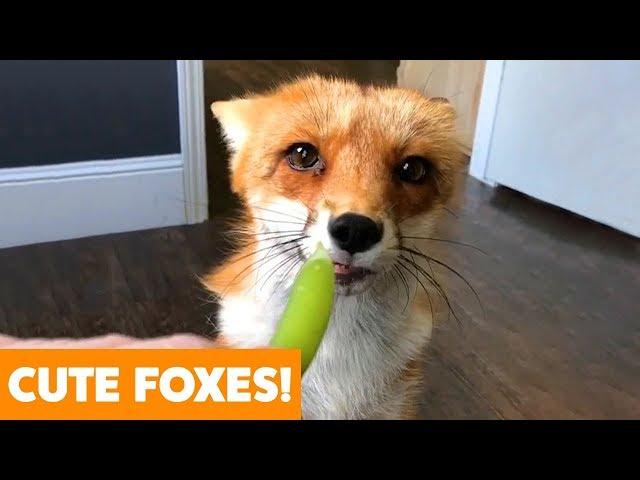 Funny Adorable Foxes | Funny Pet Videos